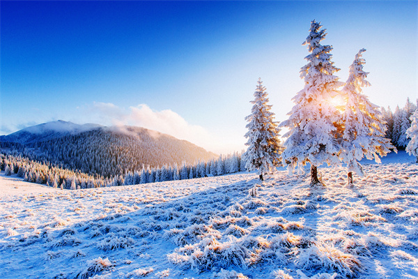 神秘的冬季景觀雄偉的山脈在冬季神奇的雪覆蓋樹新年快樂，烏克蘭_副本